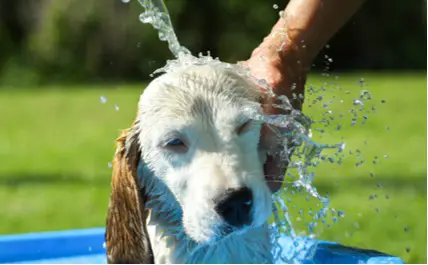 This Is What Happens If You Wash Your Dog With Just Water