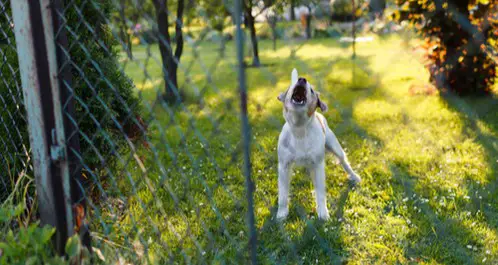How to Call Animal Control on Your Neighbor's Dog