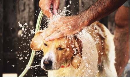 The Things You Can Wash Your Dog With, and Which Are Best