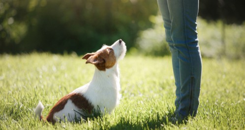 Can dogs hear through walls?