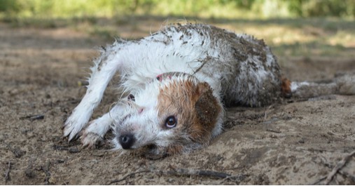 Can I bathe my dog with just water?