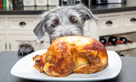What to Do If Your Dog Will Only Eat Chicken - Richards Dogs