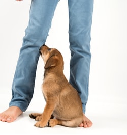 What do dog sitting positions mean?