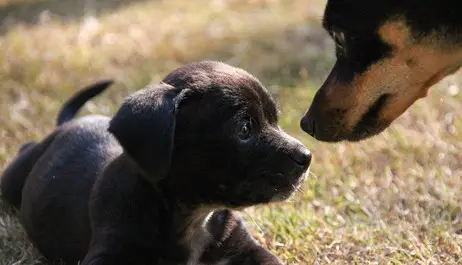 How Dogs Don T Get Sad If Their Puppies Are Taken Correctly