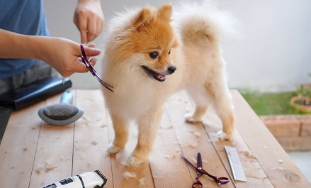 License Requirements For a Home Dog-Grooming Business