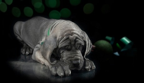 do dogs sleep better in the dark