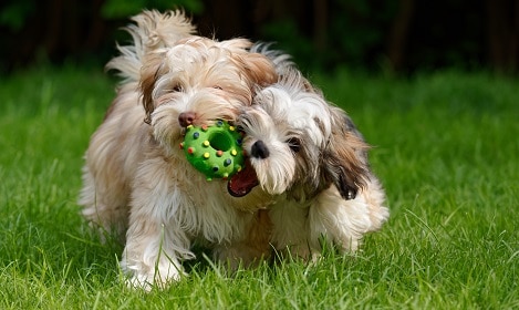 do puppies recognize their siblings