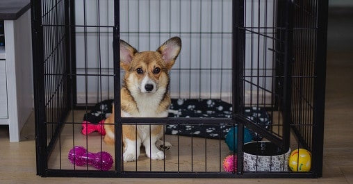 the-reasons-to-crate-a-dog-at-night-what-you-need-to-know