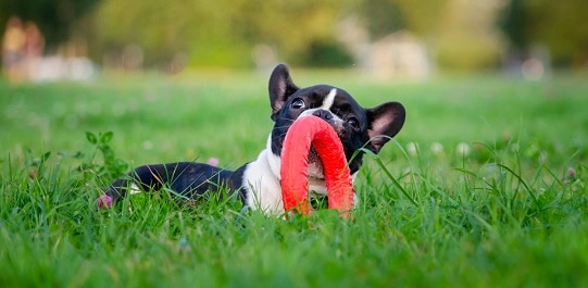 how-to-entertain-your-puppy-all-day